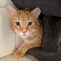 Rocky, chat à adopter