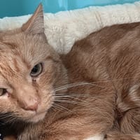 NUGGETS C, chat à adopter