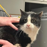 TANGO, chat à adopter