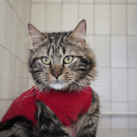 MIKE HAB17513, chat à adopter