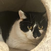 JASPE, chat à adopter