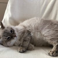 wifi (réservé), chat à adopter