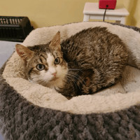 BLUEYES, chat à adopter