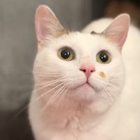 TINA, chatte à adopter