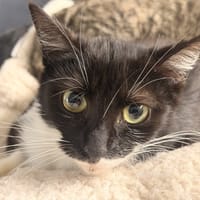 CHIPIE, chatte à adopter