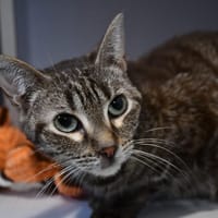 Noisette, chatte à adopter