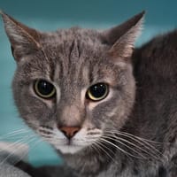 Grisou, chat à adopter