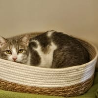 GROU, chatte à adopter