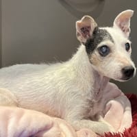 BELLA VAA, chienne à adopter