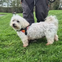 IRISH, chien à adopter