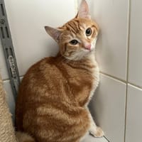 Jocky, chat à adopter