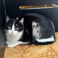 Marguerite, chatte à adopter