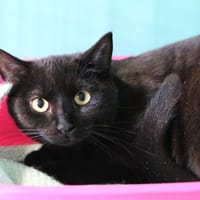 NOE HAB17521, chat à adopter