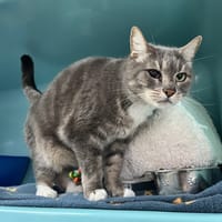 Tigrou, chat à adopter