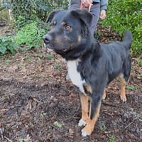 TAO, chien à adopter