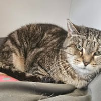 AGATHE, chatte à adopter