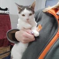 ASTRA QCT, chat à adopter