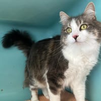 Dydou, chat à adopter