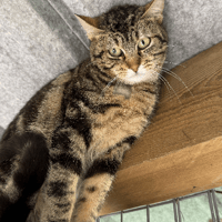 chucky, chatte à adopter