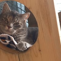 MIRZA QCT (j'ai trouvé ma famille), chatte à adopter