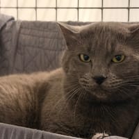 FRANKENMIAOU, chat à adopter