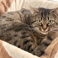 MOMICHAT, chatte à adopter