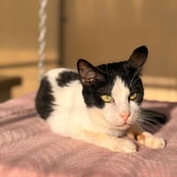 KIT KAT, chat à adopter