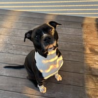 JAROD, chien à adopter