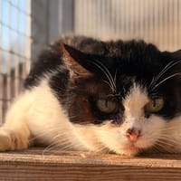 THALYS, chatte à adopter