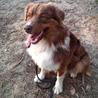 Blue, chien à adopter