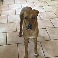 CHOUPY, Mâle berger créole junior, chien à adopter