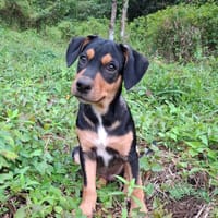 PAPOA, Chiot mâle Berger Créole, chien à adopter