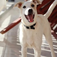 HOWDY, Chiot Berger Créole, chien à adopter