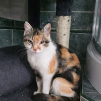 BELLA, chatte à adopter