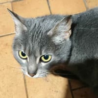 Mystique, chatte à adopter