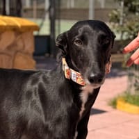 JANA (Lara), chienne à adopter