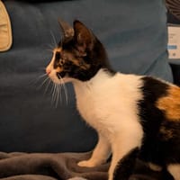 Leechi chatonne réunion, chatte à adopter