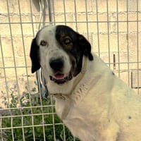 VICKY  (Martina), chienne à adopter