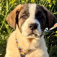 DIESEL (Lara), chien à adopter