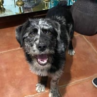 YAGO (Lara), chien à adopter