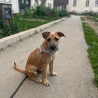 🐾 À L’ADOPTION – ASHER, adorable boule d’amour 🐾, chien à adopter
