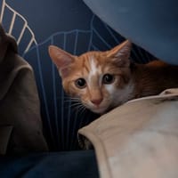 PIXEL chaton roux et blanc, chat à adopter