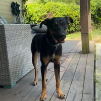 À L’ADOPTION, ATOS, la douceur incarnée !  MÂLE BERGER CREOLE NOIR ET FEU, chien à adopter