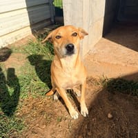 🐾 À L’ADOPTION – CHOUPIE, FEMELLE BERGER CREOLE, douce perle au regard tendre 🐾, chienne à adopter