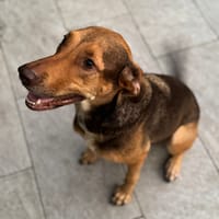 À L’ADOPTION DUCHESSE, une boule d’amour ! FEMELLE BERGER CREOLE CROISE BRAQUE, fauve charbonnée, chienne à adopter