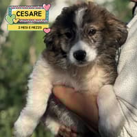 CESARE, cane da adottare