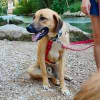 CARACOL, chien à adopter