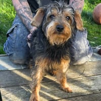 Austin, chien à adopter