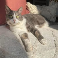 Mélie, chatte à adopter