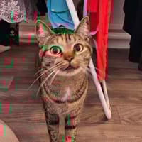 Mouna chatte réunion, chatte à adopter